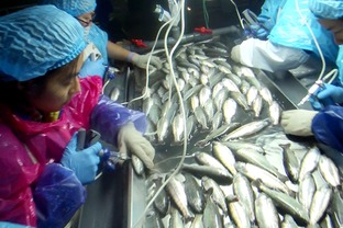 海水養(yǎng)殖魚(yú)類病害防控生物制品研發(fā)與應(yīng)用項(xiàng)目通過(guò)階段驗(yàn)收